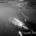 whale_humpback_h_00045_dom3434.jpg